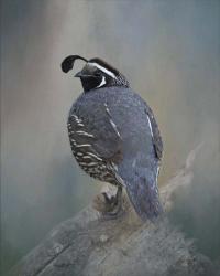 California Quail | Obraz na stenu