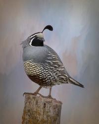 California Quail II | Obraz na stenu