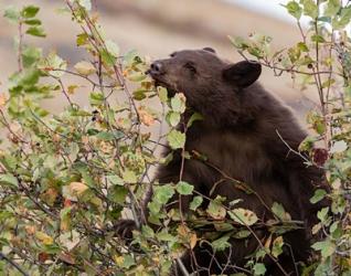 Black Bear | Obraz na stenu