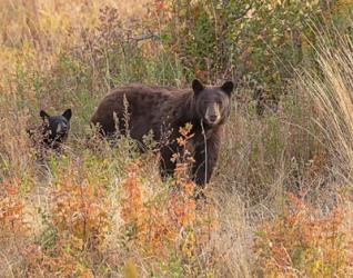 Black Bear Sow and Cub | Obraz na stenu