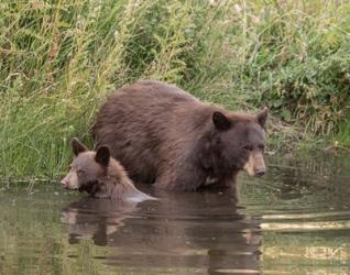 Black Bear Sow and Cub II | Obraz na stenu