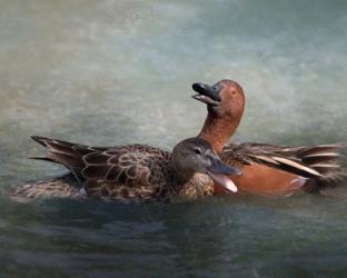 Cinnamon Teal Pair | Obraz na stenu