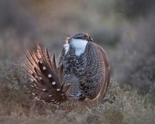 Greater Sage Grouse | Obraz na stenu