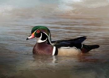 Wood Duck | Obraz na stenu