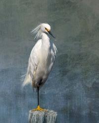 Snow Egret | Obraz na stenu