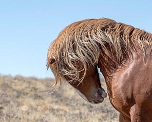 Marshall - Wild Stallion | Obraz na stenu