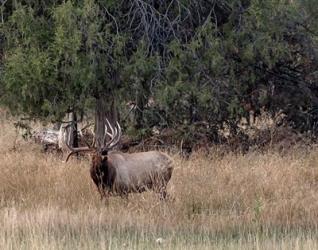 Bull Elk in Montana V | Obraz na stenu