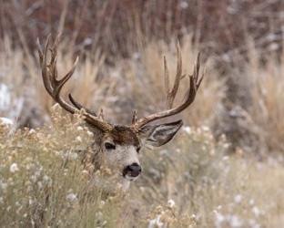 Mule Deer Buck | Obraz na stenu