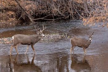 Mule Deer Buck and Doe | Obraz na stenu