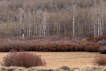 Steens Mountain Meadow | Obraz na stenu