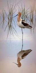 American Avocet | Obraz na stenu