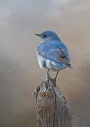 Mountain Bluebird | Obraz na stenu