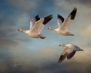 Snow Geese | Obraz na stenu