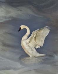 Tundra Swan | Obraz na stenu