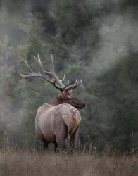 Bull Elk II | Obraz na stenu
