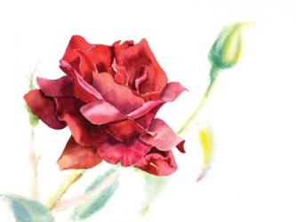 Red Rose | Obraz na stenu