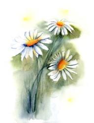 Daisies | Obraz na stenu