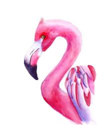 Flamingo | Obraz na stenu