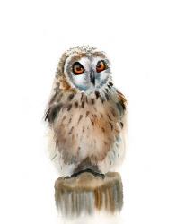 Spotted Owl | Obraz na stenu