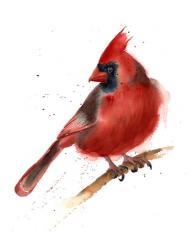 Cardinal | Obraz na stenu