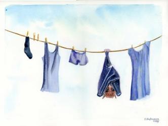 Clothesline II | Obraz na stenu