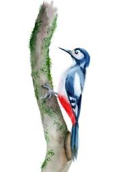 Woodpecker | Obraz na stenu