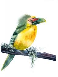 Tropical Bird | Obraz na stenu