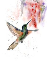 Hummingbird II | Obraz na stenu