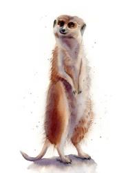 Meercat II | Obraz na stenu