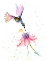 Pink Flower Hummingbird | Obraz na stenu