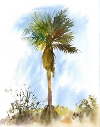 Palm Tree | Obraz na stenu