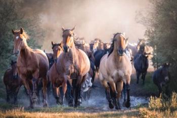 Running Wild | Obraz na stenu