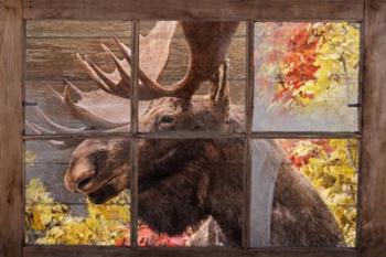 There's a Moose at the Window | Obraz na stenu