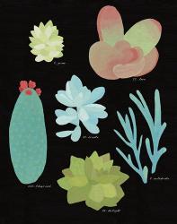 Succulent Chart II | Obraz na stenu