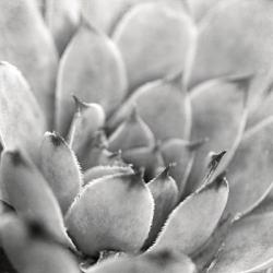 Garden Succulent I | Obraz na stenu