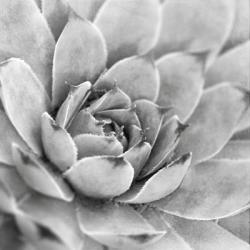 Garden Succulent IV | Obraz na stenu