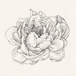 Pen and Ink Florals V | Obraz na stenu