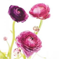 Spring Ranunculus I | Obraz na stenu