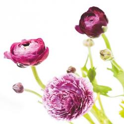 Spring Ranunculus II | Obraz na stenu