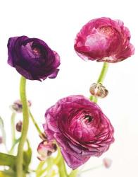 Spring Ranunculus V | Obraz na stenu