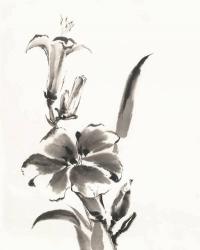 Sumi Daylily III | Obraz na stenu