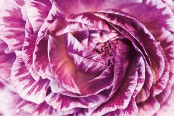 Ranunculus Abstract VI Color | Obraz na stenu