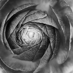 Ranunculus Abstract I BW | Obraz na stenu