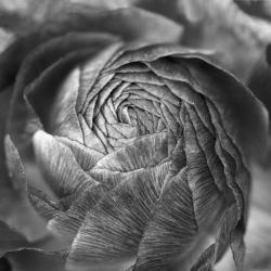 Ranunculus Abstract II BW | Obraz na stenu