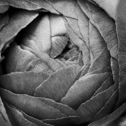 Ranunculus Abstract III BW | Obraz na stenu