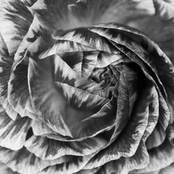 Ranunculus Abstract IV BW | Obraz na stenu