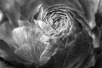 Ranunculus Abstract V BW | Obraz na stenu