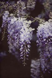 Wisteria Cascade I | Obraz na stenu