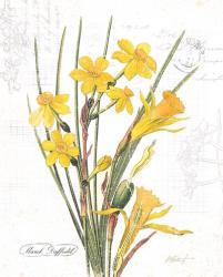 March Daffodil on White | Obraz na stenu
