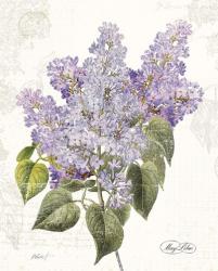 May Lilac on White | Obraz na stenu